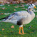 Bar-headed Goose